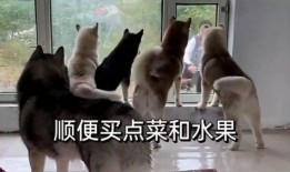 二狗爆料生活视频大全最新,揭秘生活视频大全背后的精彩瞬间